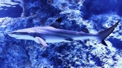 Акула малгаш ніч